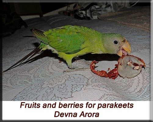 Devna Arora - Feeding parakeets in captivity